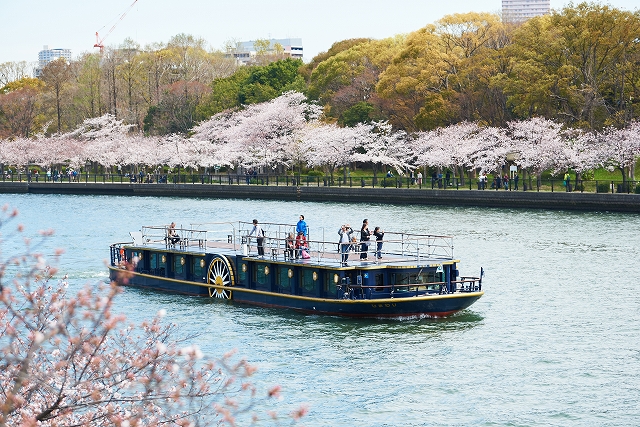 ひまわり 桜スペシャルクルーズ クルーズ 大阪水上バス